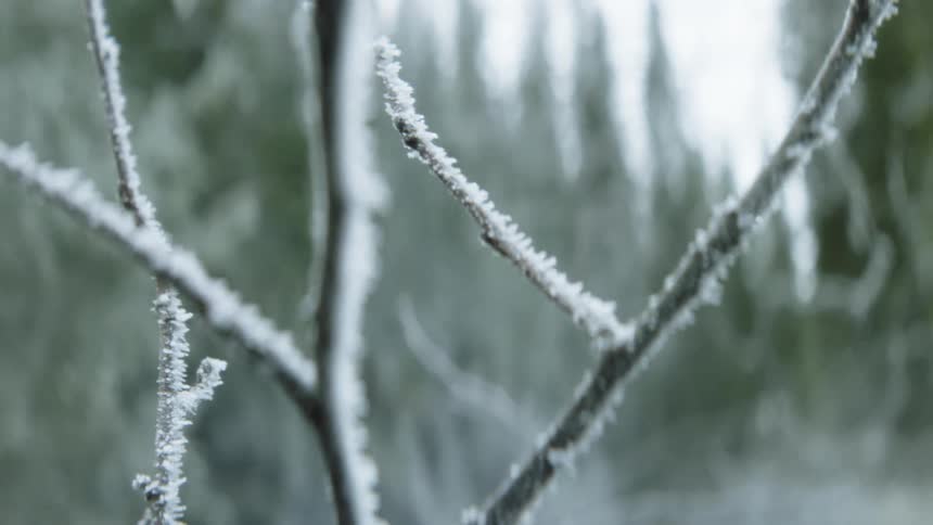 Frost covering bare tree branches outside in winter