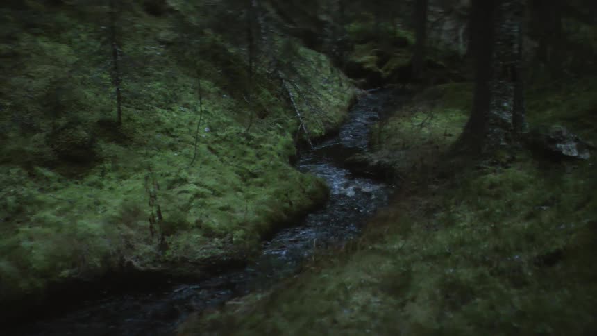 Narrow stream flows in the green forest