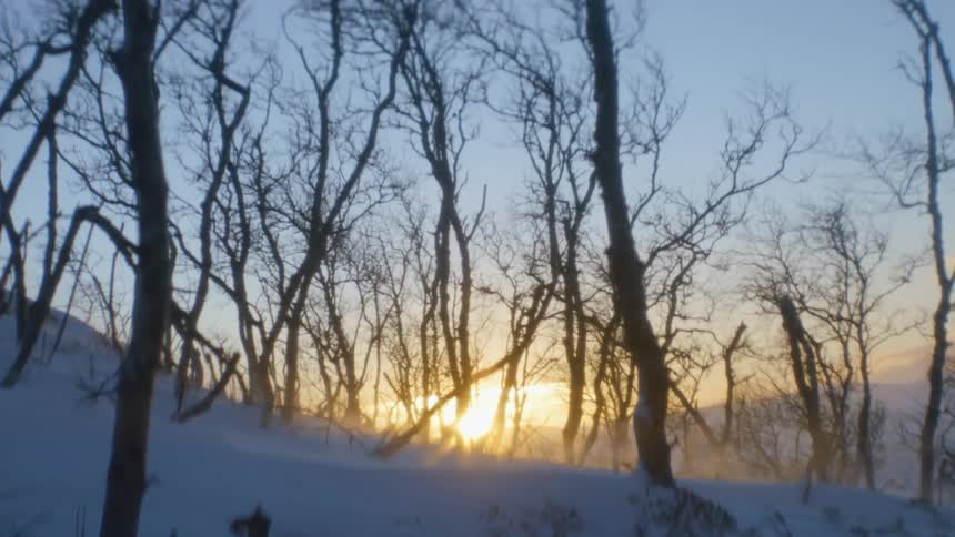 The sun sets as barren trees in a forest in winter