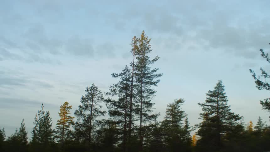 A number of tall trees stand beneath a sky with a few clouds in it
