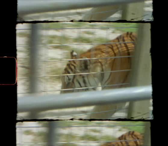 A tiger stops to yawn as it walks around its cage outdoors during the day