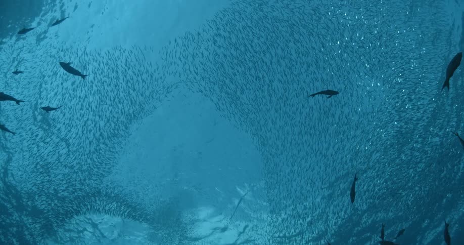 Fish swim in the ocean