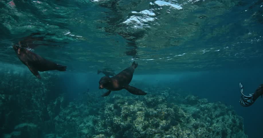 Two divers swim as seals follow