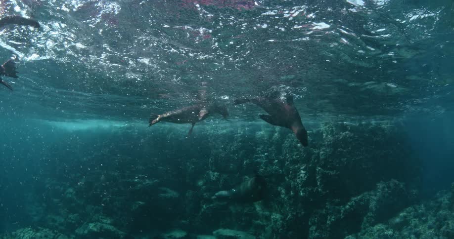 Seals diving and swimming around
