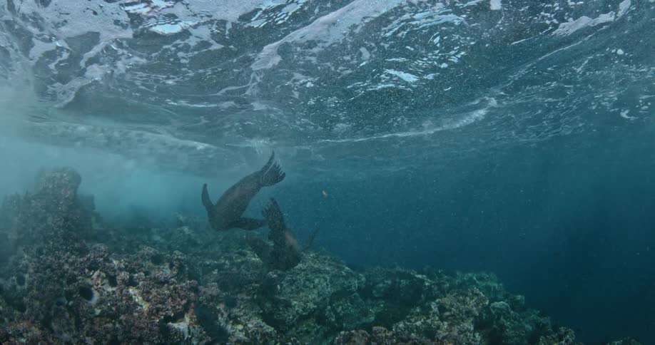 Two sea lions are swimming around playing