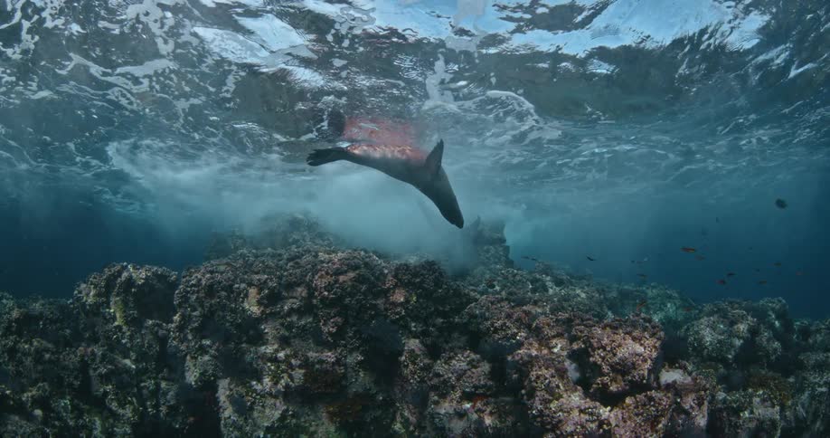 A couple of sea lions are swimming around the surface of the ocean