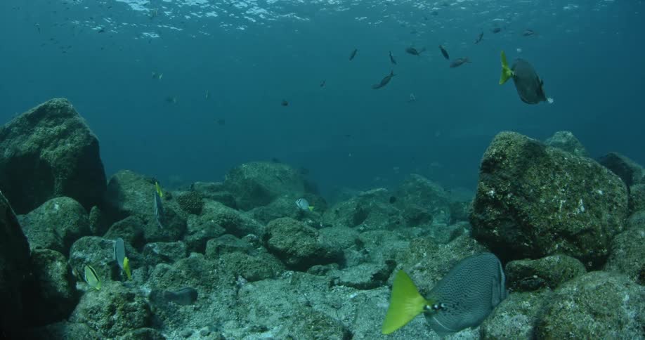 Fish swimming over rocks