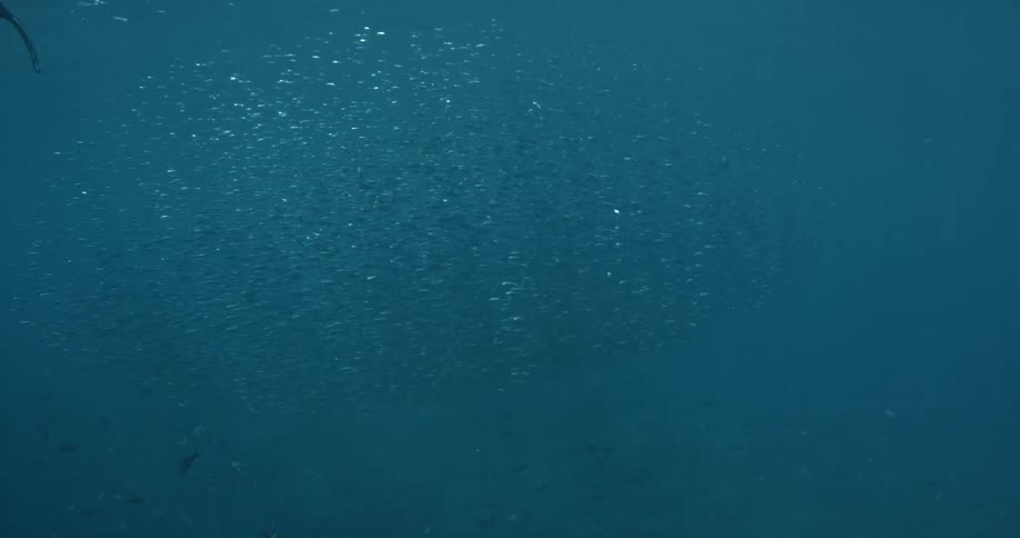 A school of small fish swim in the ocean