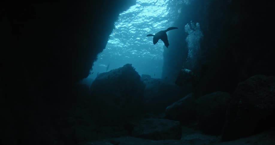 Diver watches a seal swim