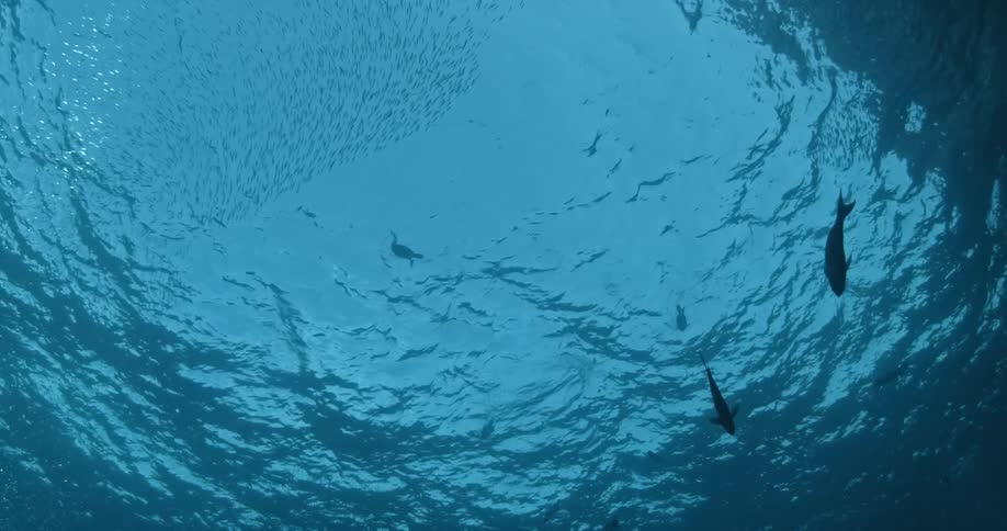 Two fish swim near the surface