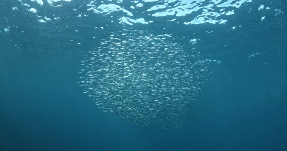 A school of fish swim near the surface of the ocean