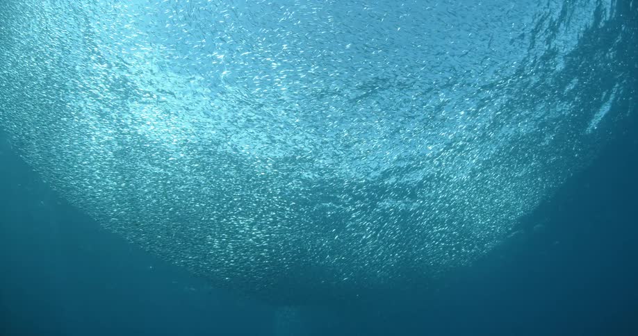 Underwater view looking up towards the surface