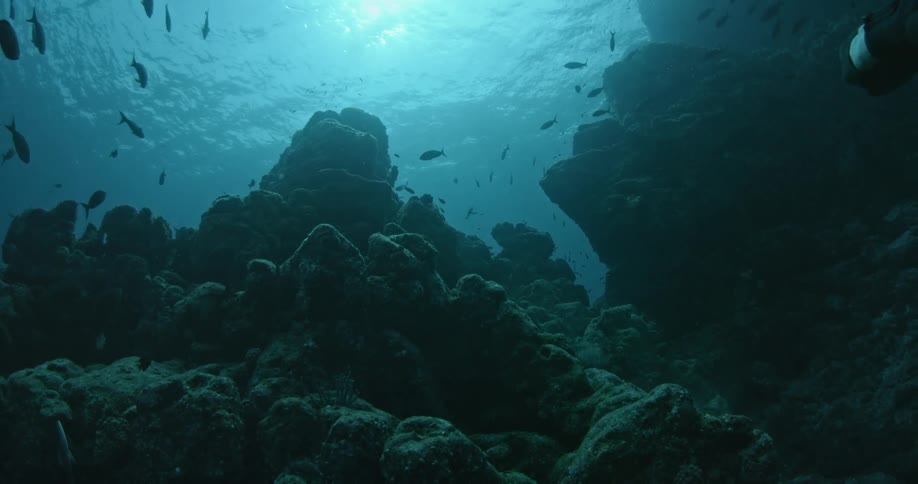 Schools of fish swim around rocks during the day