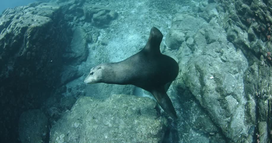 A sea lion is swimming in a rocky trench in the ocean