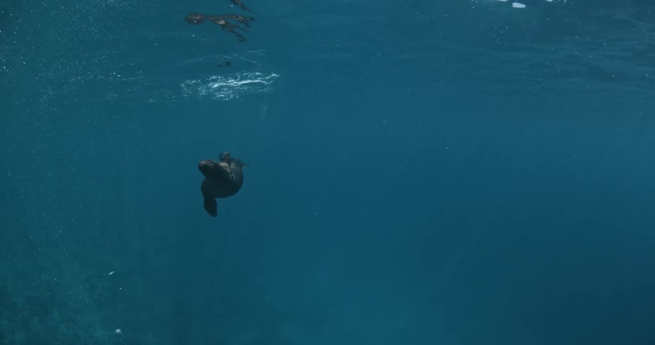 Sea lions swim in the ocean