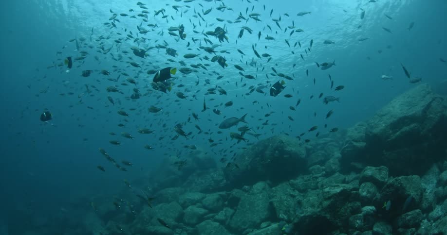 Fish swim in the ocean