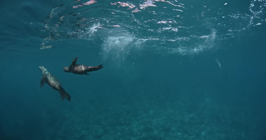 Seals chasing each other through the water