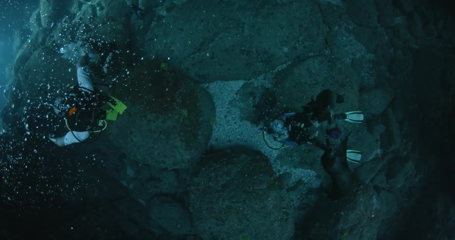 Seals inspecting a diver