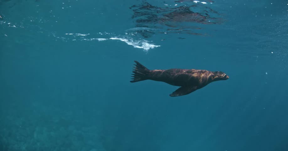 A seal glides through the water turning