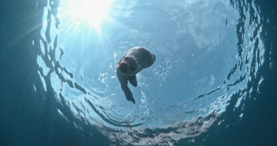 A sea lion swims to the water surface