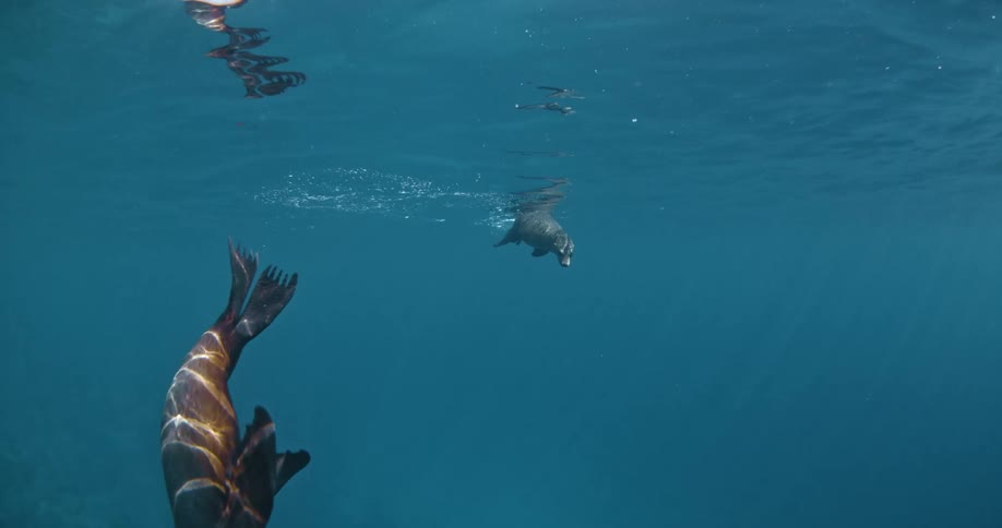 Two seals swim towards the surface underwater