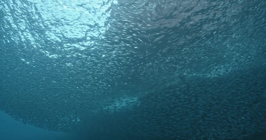 Ocean water flows and ripples overhead