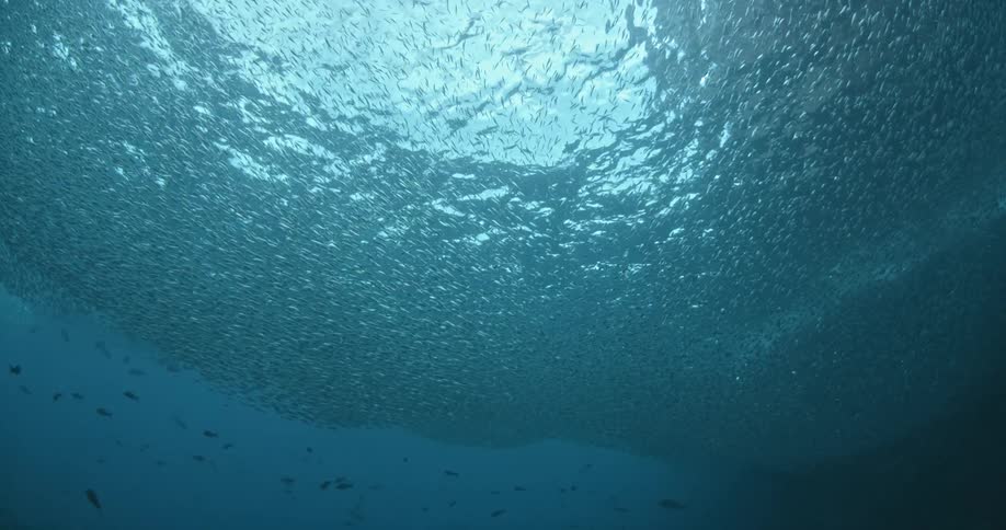 Fish swim in the ocean as water flows overhead