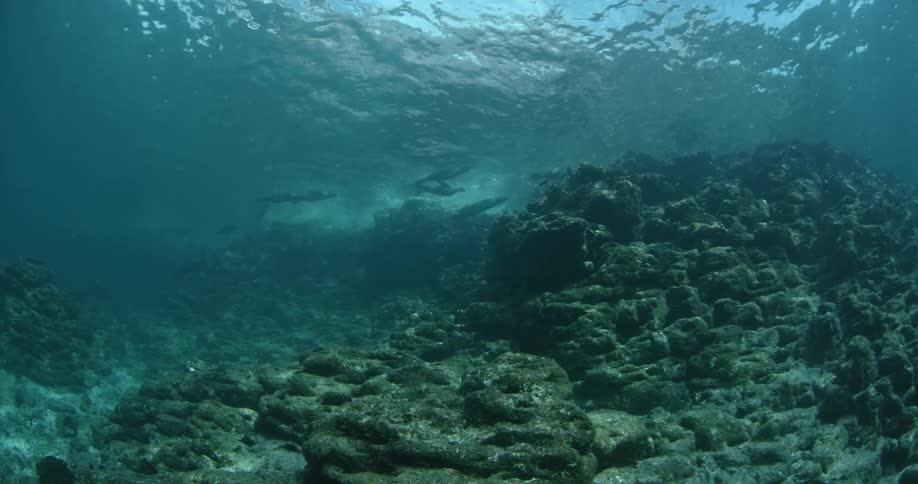 Seals are swimming in the ocean near the bottom