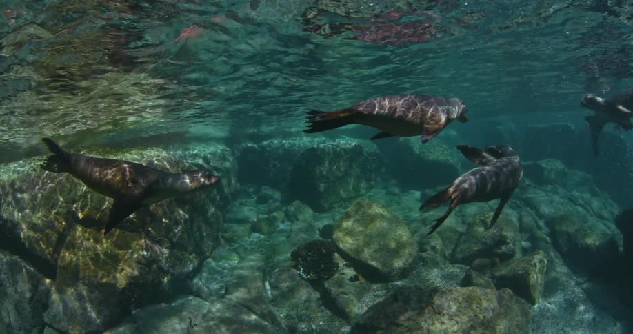 Seals diver under the water swimming