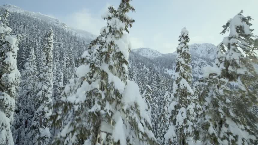 Flying through a snow covered forest as the rising sun peeks just above distant mountains