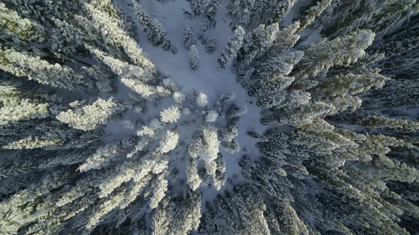 Birds eye ascent from the tips of snow covered trees to a high overview of a mountainside forest