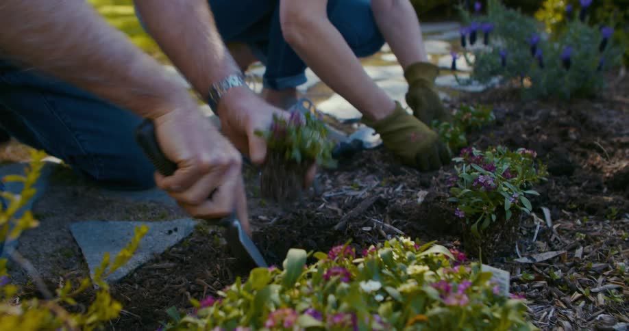 Old couple planting