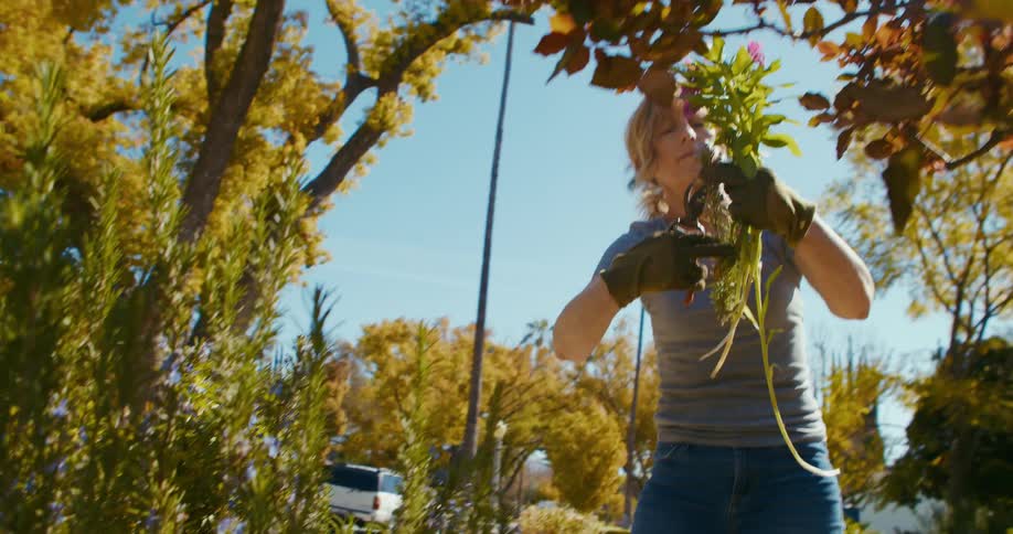A woman uses pruning shears to cut away branches of a bush as she landscapes on a sunny day