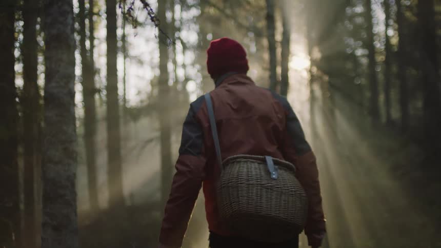 Man foraging in forest