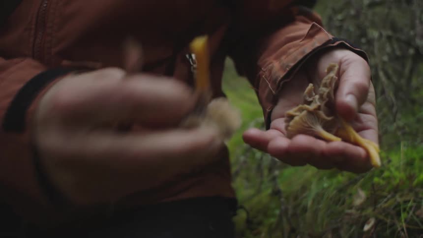 A person with a knife cutting mushrooms with grass and plants in the background