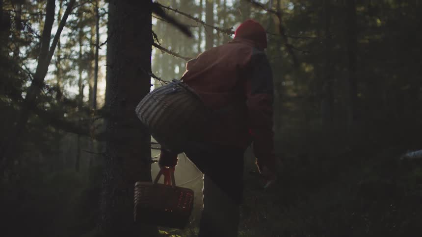 A person is carrying a basket and walking through a forest as the sun shines through the trees
