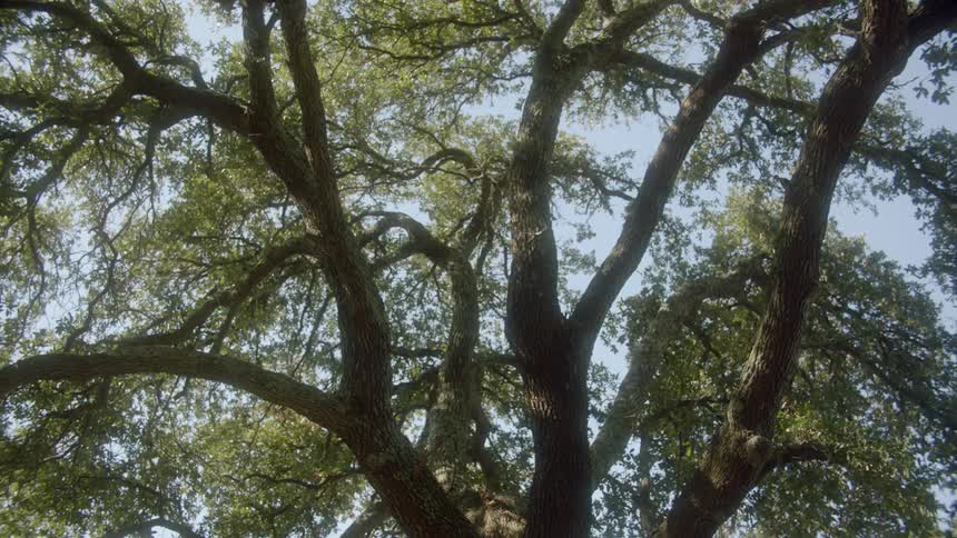 Tree with strong branches and green leaves on a clear day