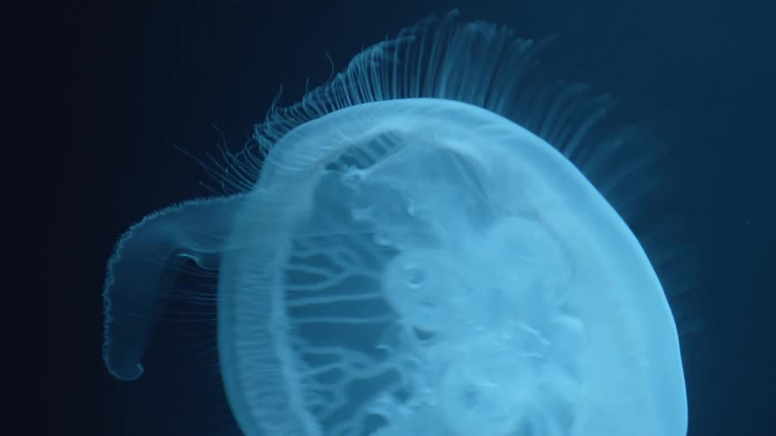 A jellyfish swimming underwater