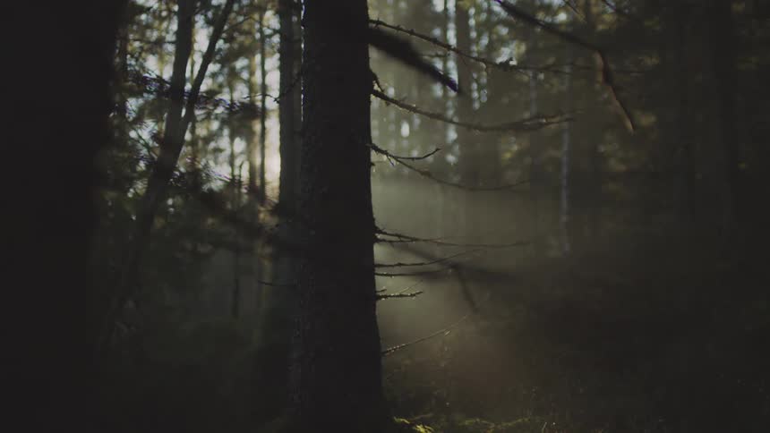 Sun shining through trees in a forest