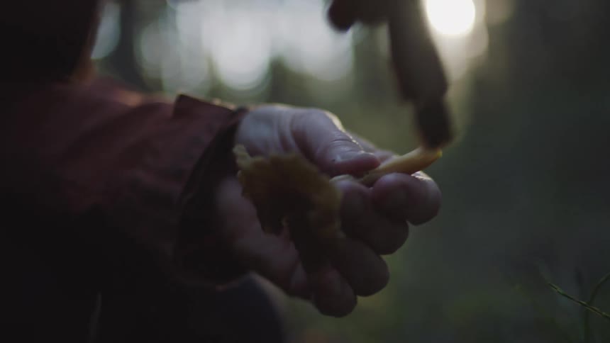 A man in a forest uses a brush to dust dirt off a mushroom at sunrise