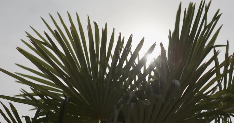 Plants with leaves with the sun the sky and clouds in the background