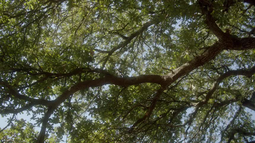 The foliage on a large branch of a tree under a clear daytime sky
