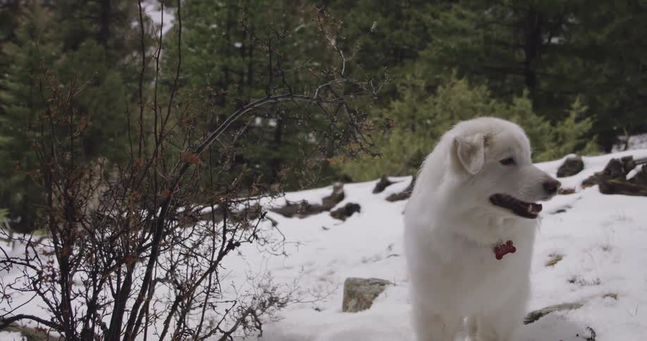 A pure white fluffy dog walks on a snowy hill amongst leafless vegetation