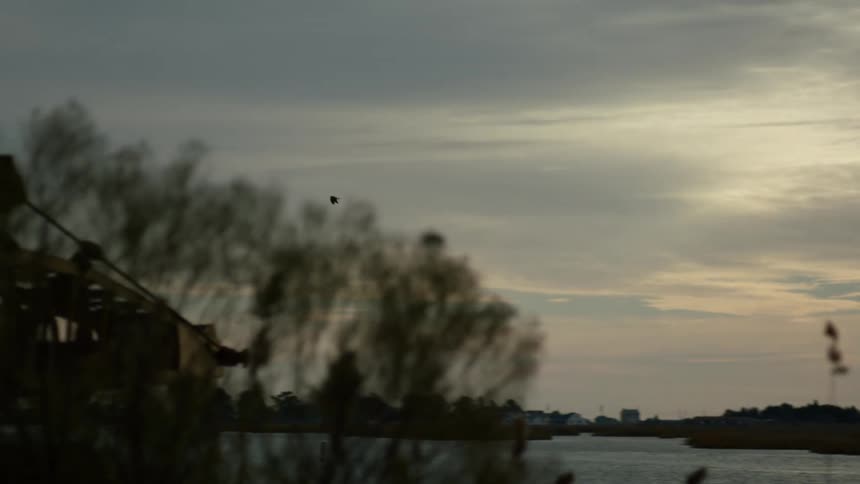 A bird flying over the water and trees at sunset
