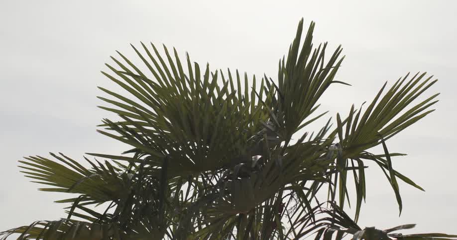A tropical tree is displayed at midday