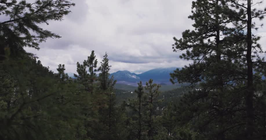 A distant mountain range can be seen through a forest of tall green pine trees