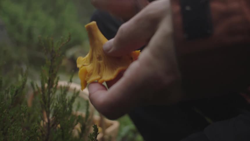 A person with a knife brushing a mushroom with plants in the background