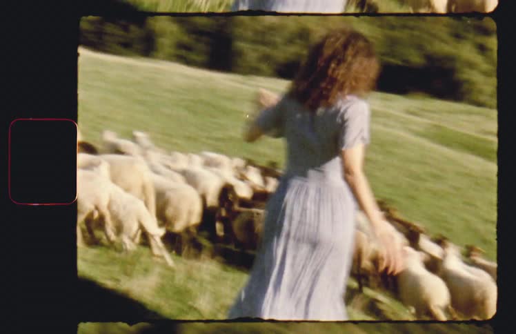 Female running towards sheep