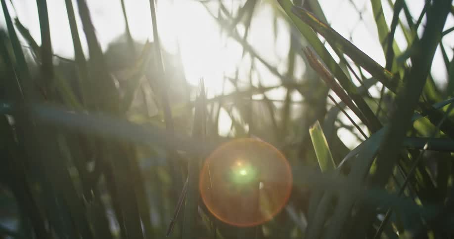 The sun shines through long green grass next to highway