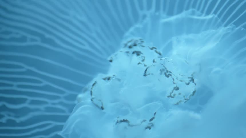 Jellyfish swimming